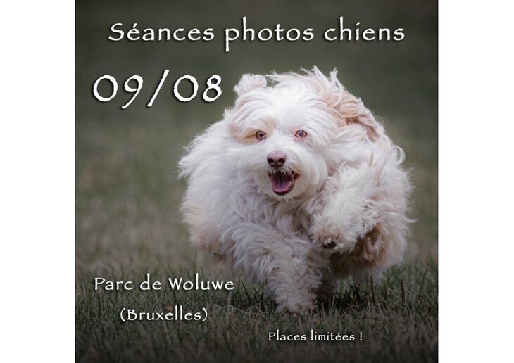 Loisirs Séances photos pour chien parc Woluwe