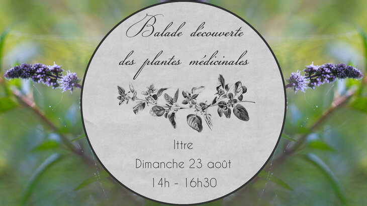 Loisirs Balade découverte plantes médicinales