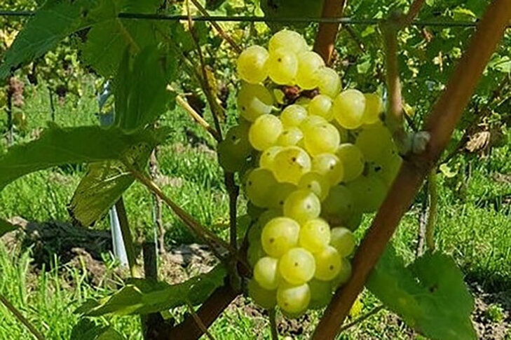 Loisirs La vigne , siècles présence