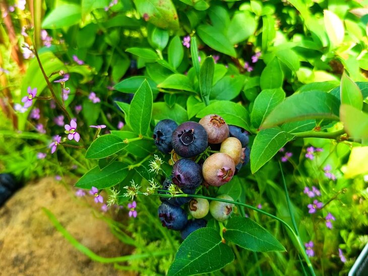 Loisirs Balade gourmande dans serres Jardin Botanique