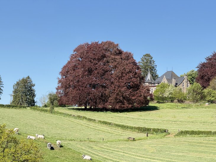 Loisirs Rando départ château Franchimont