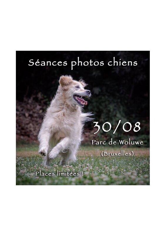Loisirs Séances photos pour chiens Parc Woluwe
