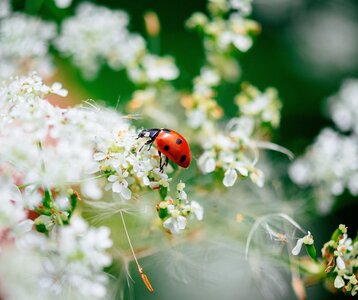 Conférences Pourquoi insectes sont-ils importants ?