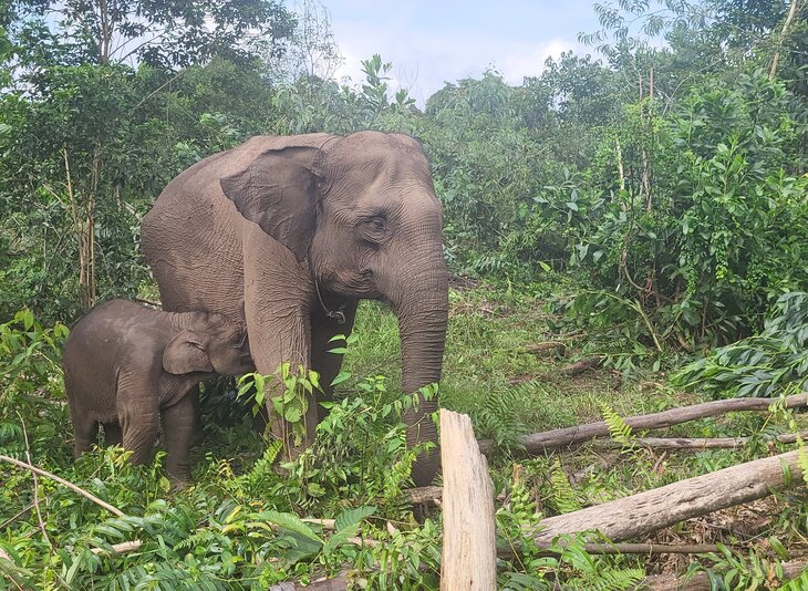 Loisirs Aidons éléphants Sumatra