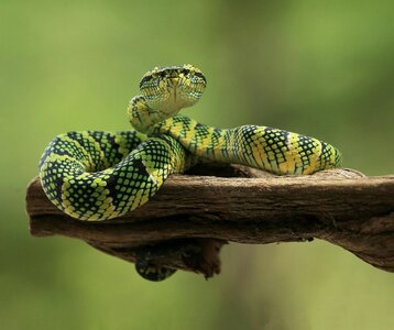 Expositions Les Serpents