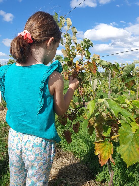 Loisirs Autocueillette raisin, pommes autres fruits certifiés bio