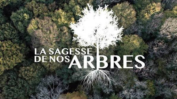 Spectacles Projection documentaire : sagesse nos arbres