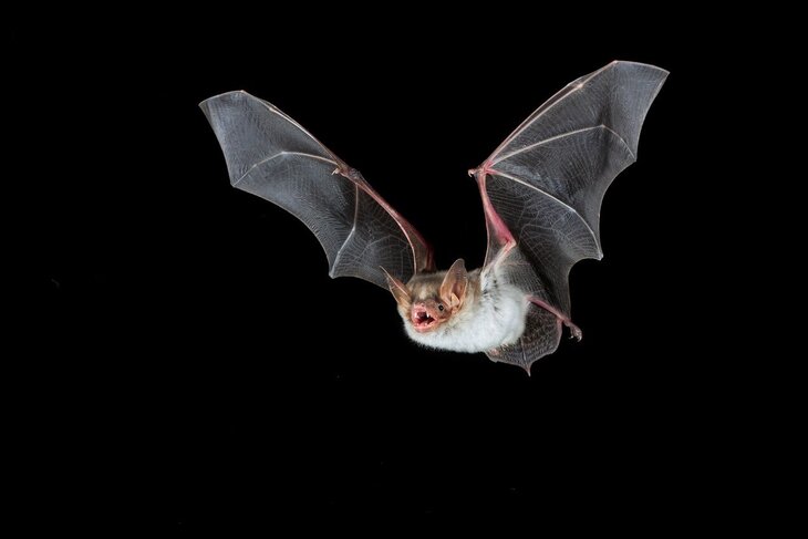 Conférences Nuit européenne chauves souris Baisy Thy
