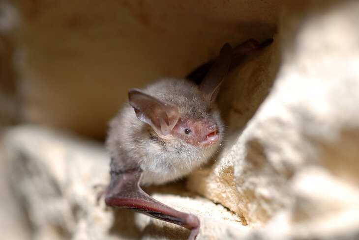 Conférences Nuit européenne chauves souris Mortehan