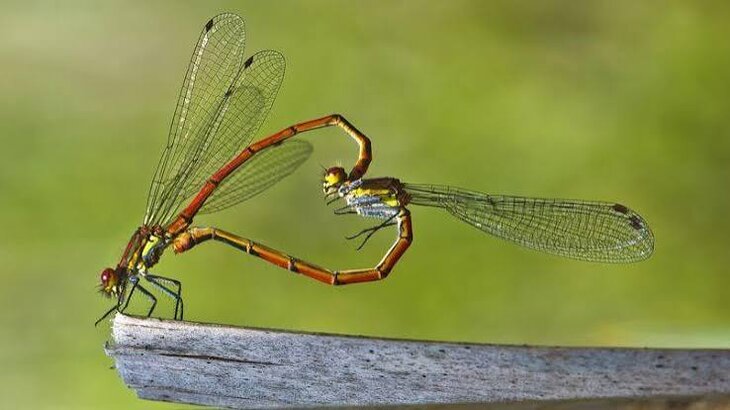 Loisirs Les insectes volants : histoires, prouesses idées reçues