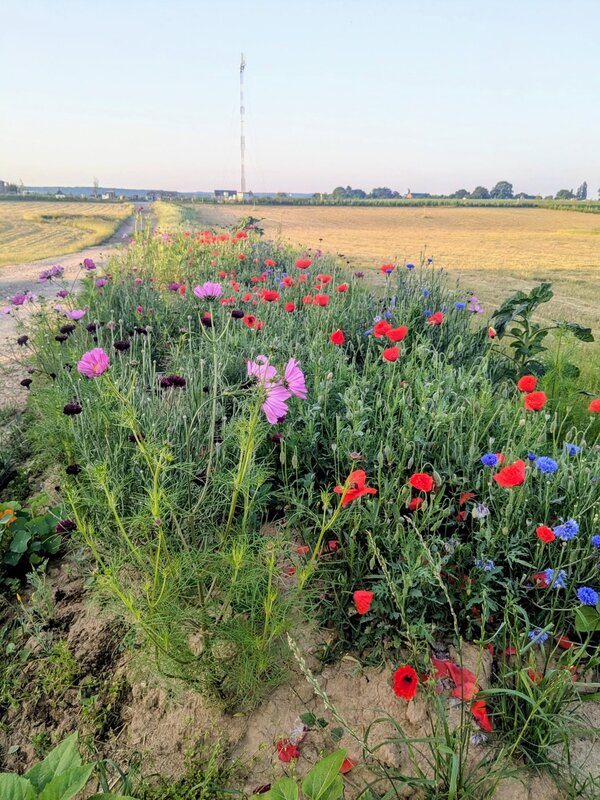 Loisirs Balade thématique Comment biodiversité au service l agriculture »