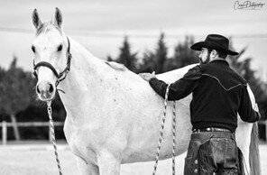 Stages,cours Stage Parisis Horsemanship - place auditeurs