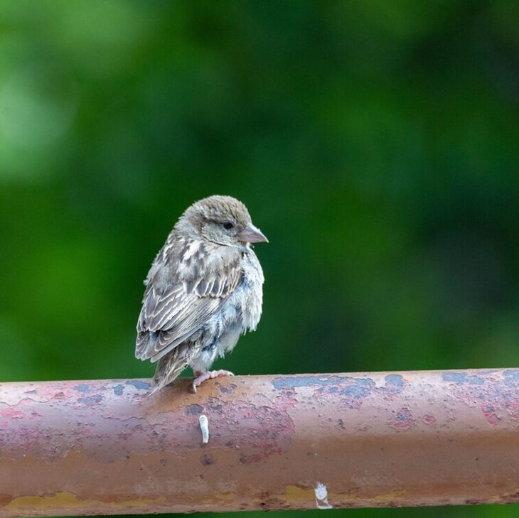 Loisirs Balade chants oiseaux Genappe