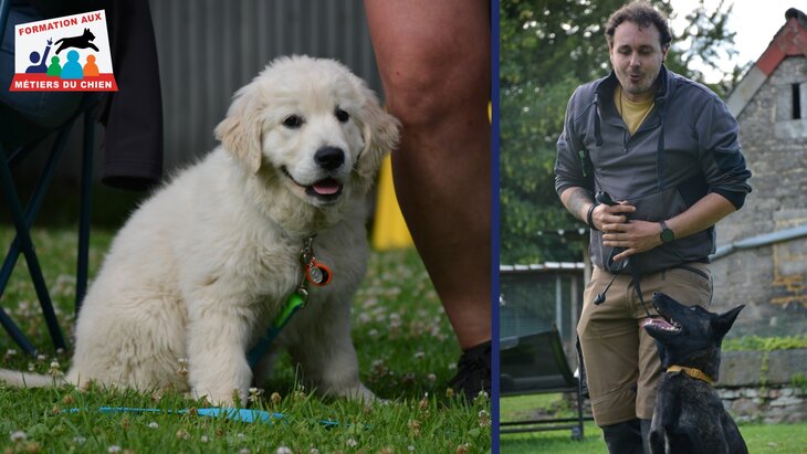 Stages,cours Séance d info gratuite : métiers avec chien