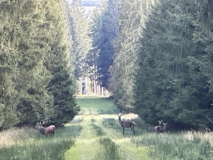 Loisirs Rando Forêt d Ardenne Brame Cerf