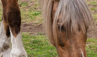 Loisirs Concours débardage Mont-le-Soie