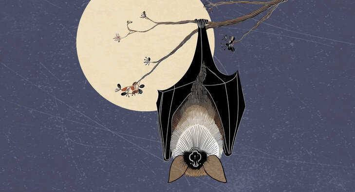 Loisirs Rencontre avec chauves-souris