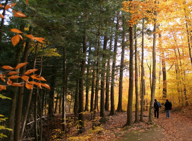 Loisirs Balade forêt
