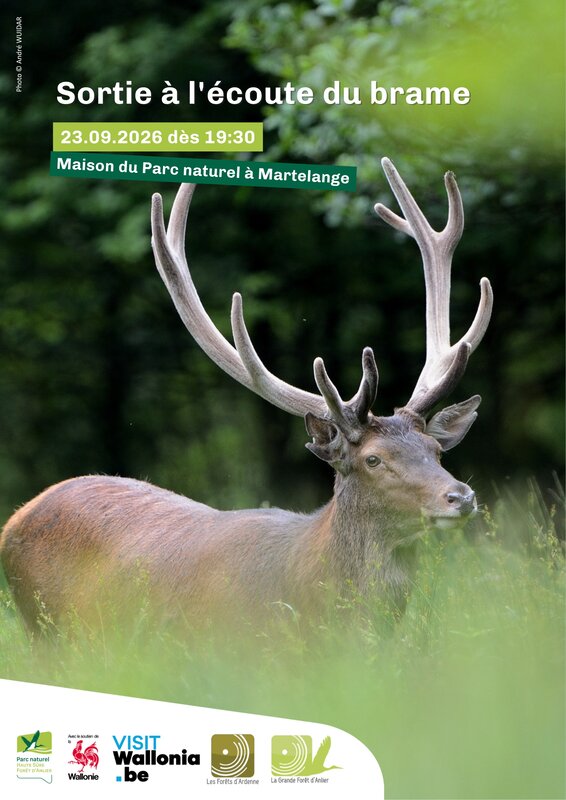 Conférences Sortie l écoute brame cerf