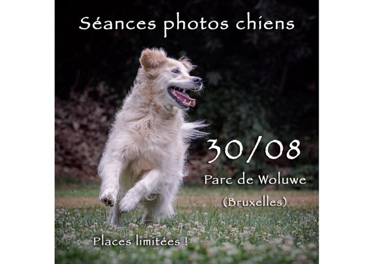 Loisirs Séances photos pour chiens Parc Woluwe