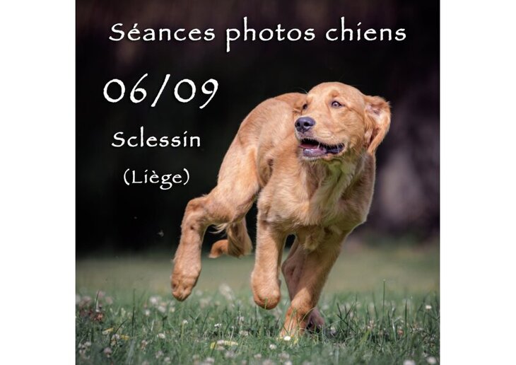 Loisirs Séances photos pour chiens dans espace verdoyant entièrement clôturé