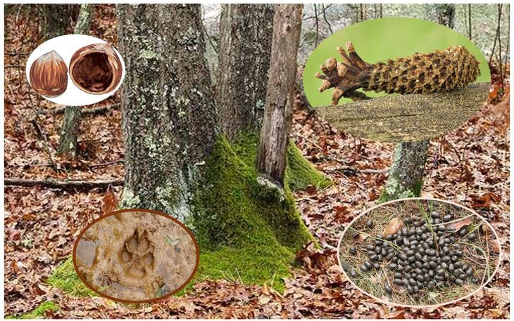 Loisirs Traces indices animaux forêt
