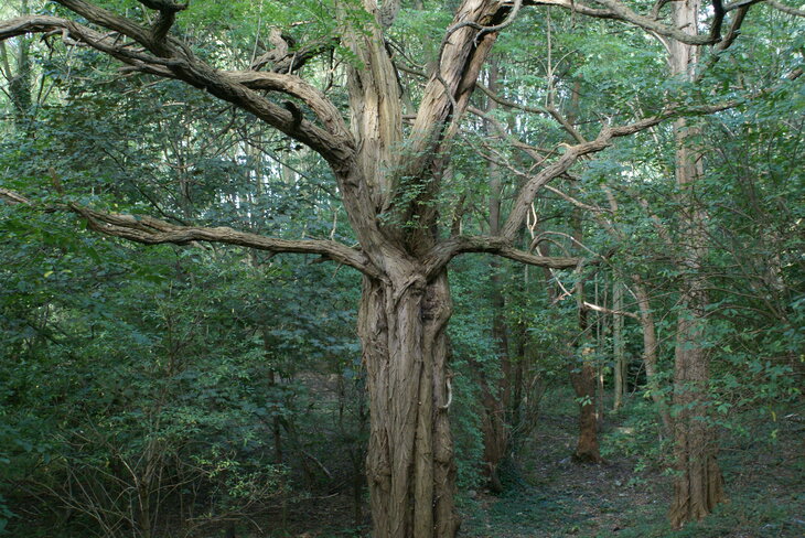 Loisirs Les arbres
