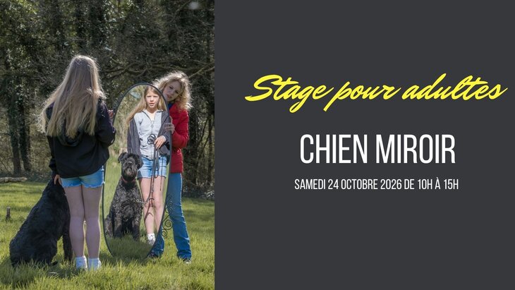 Stages,cours Stage Chien Miroir