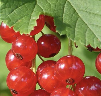 Conférences Conférence Cercle Royal Horticole la taille petits fruitiers