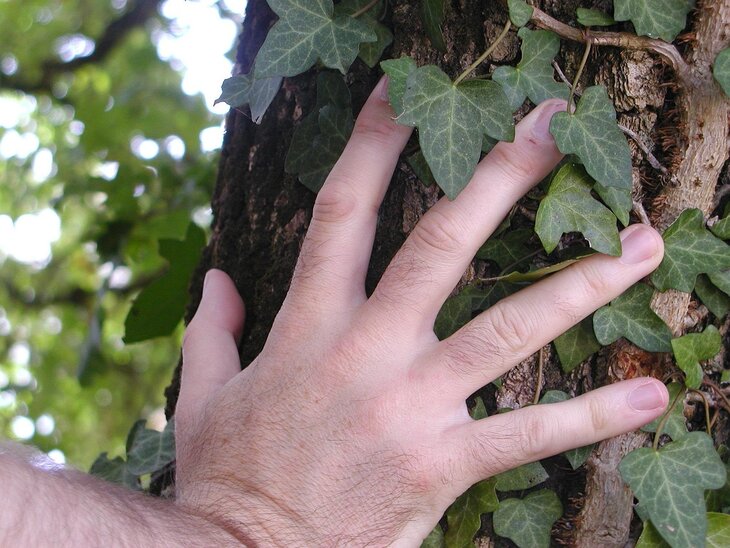 Stages,cours Bienfaits la forêt ma santé