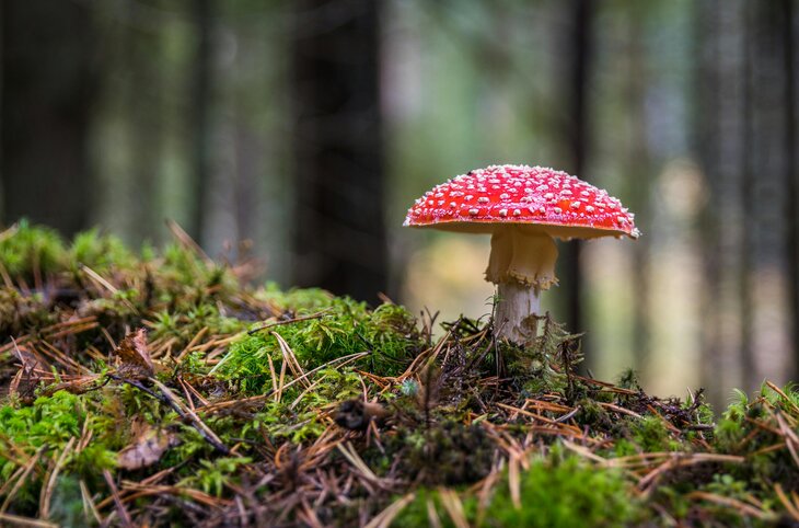 Loisirs Balade découverte champignons bois