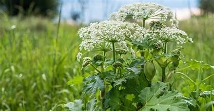 Loisirs Les espèces invasives comestibles. connaitre pour mieux lutter