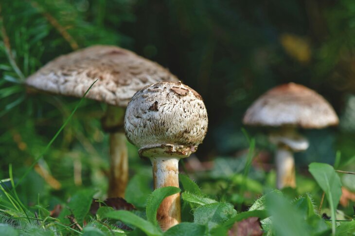 Loisirs Balade découverte champignons bois