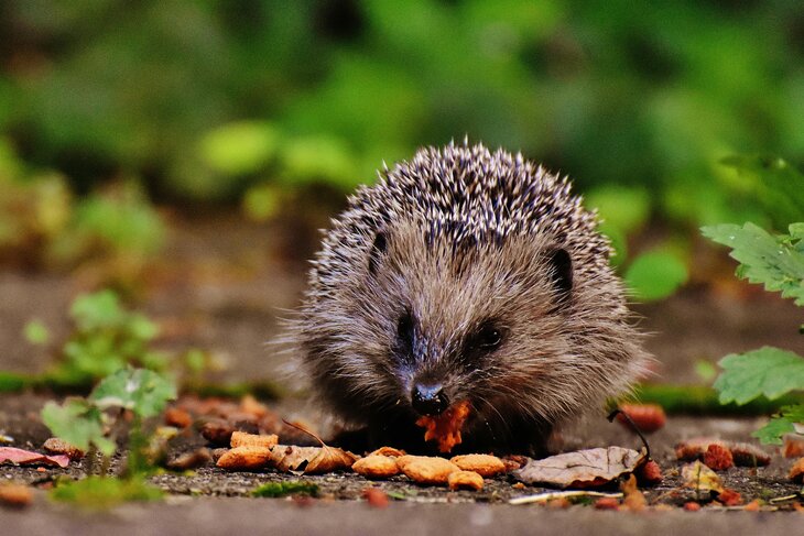 Loisirs L hibernation animaux sauvages - comment puis-je aider?