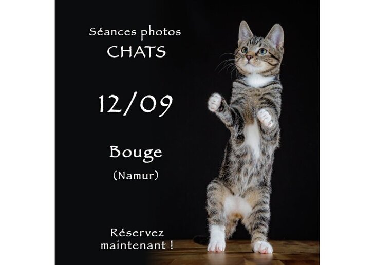 Loisirs Séances photos pour chats