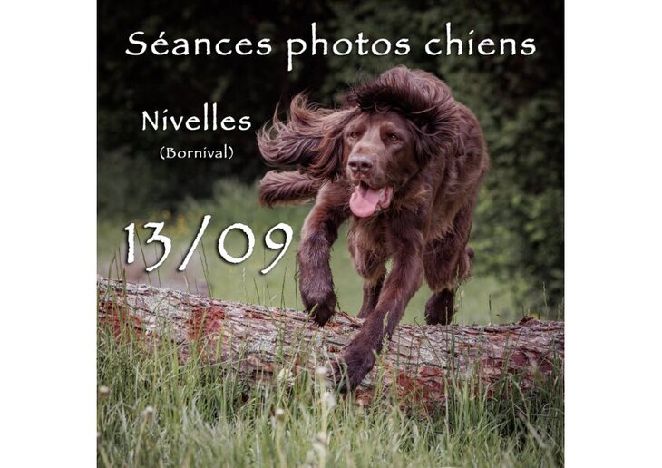 Loisirs Séances photos pour chiens dans domaine privé