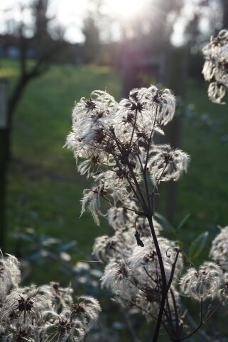 Loisirs Visite guidée thématique  Les plantes voyageuses 