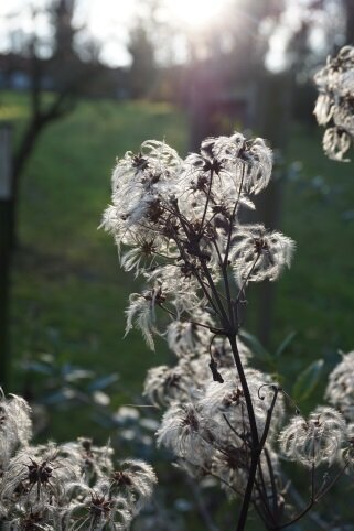 Loisirs Visite guidée thématique  Les plantes voyageuses 