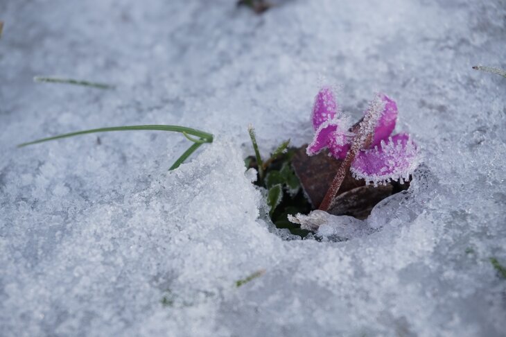 Loisirs Visite guidée thématique  Comment jardin passe-t-il l hiver? 