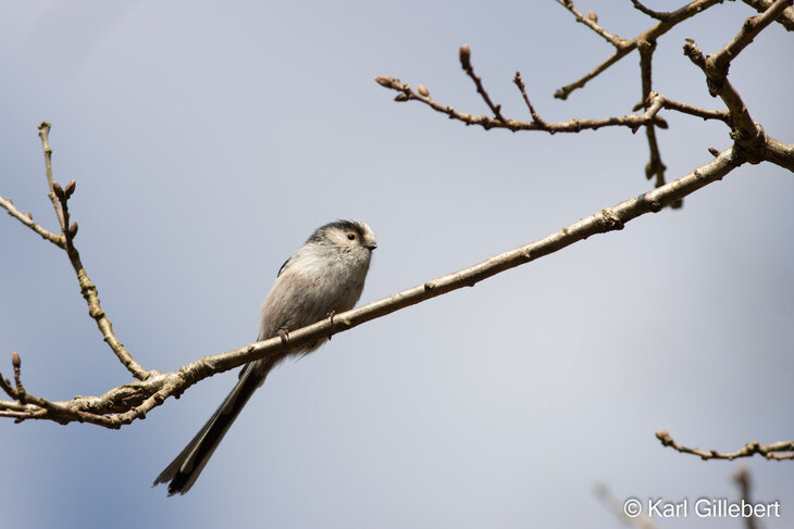 Loisirs Balade ornithologique