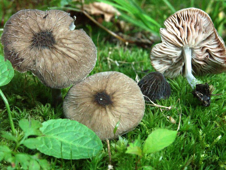 Loisirs Balade guidée : champignons...c est sorcier 