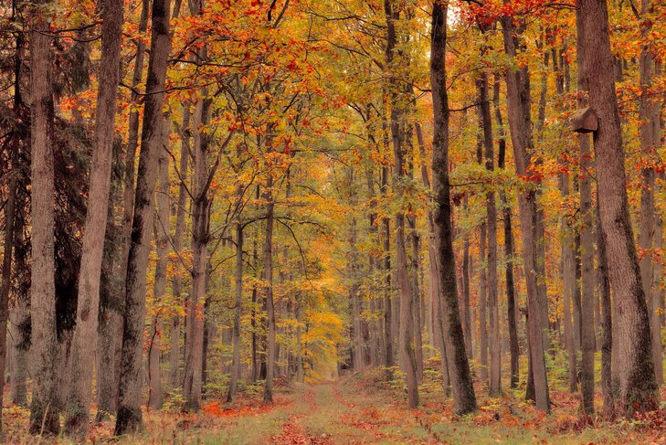 Conférences La forêt pour jardin