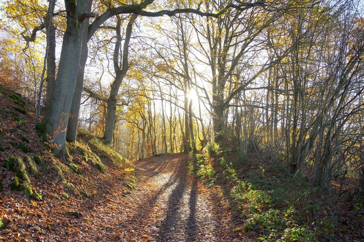 Loisirs Balade santé dans bois