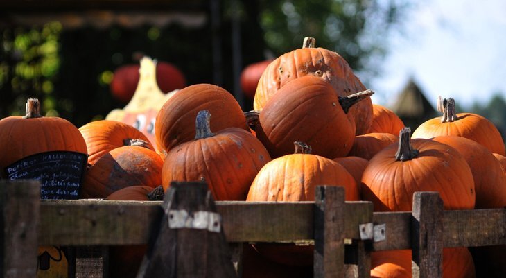 Loisirs Les Authentiques Automnales - Courges fête - édition