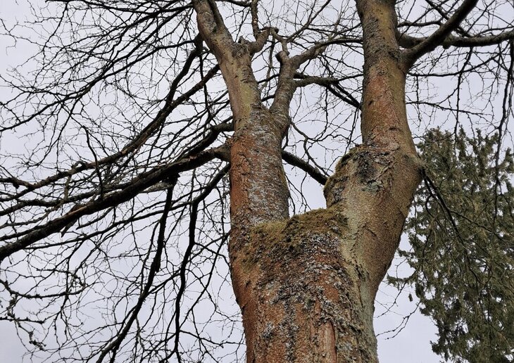 Loisirs Forêt Soignes * Apprendre reconnaitre arbres, même hiver