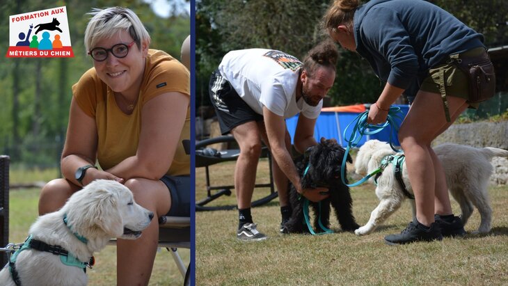 Stages,cours Séance gratuite: métiers d éducateur comportementaliste canin