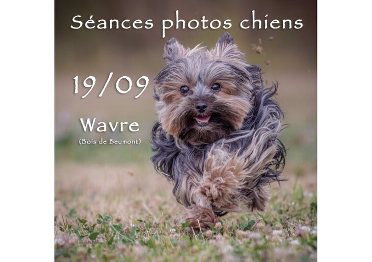 Loisirs Séances photos pour chiens