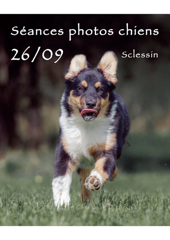 Loisirs Séances photos pour chiens