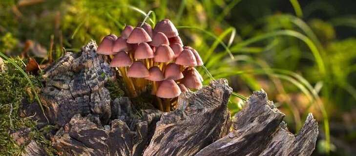 Loisirs A découverte champignons