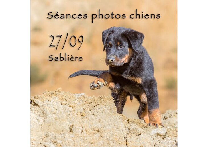 Loisirs Séances photos pour chiens